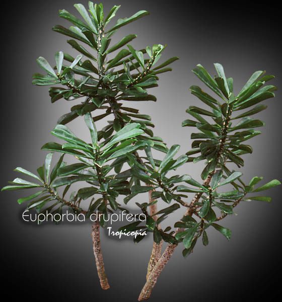 Cactus & Succulent - Euphorbia drupifera - 